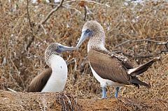 Blue-footed Booby